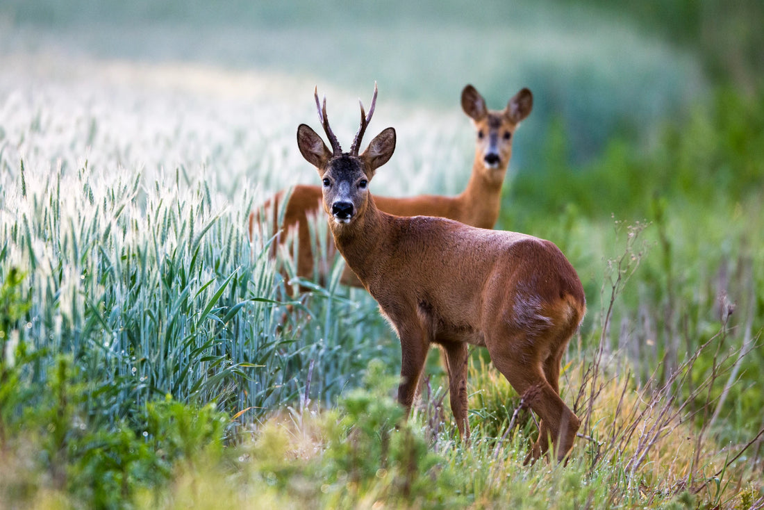 Hoddy's Venison, Protecting our landscapes and feeding your dogs too. Win, Win!