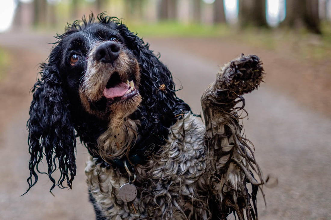 Healthy gut, happy dog