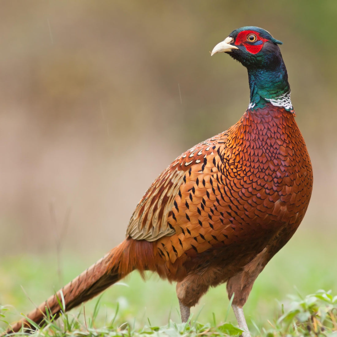 Hoddy's Pheasant