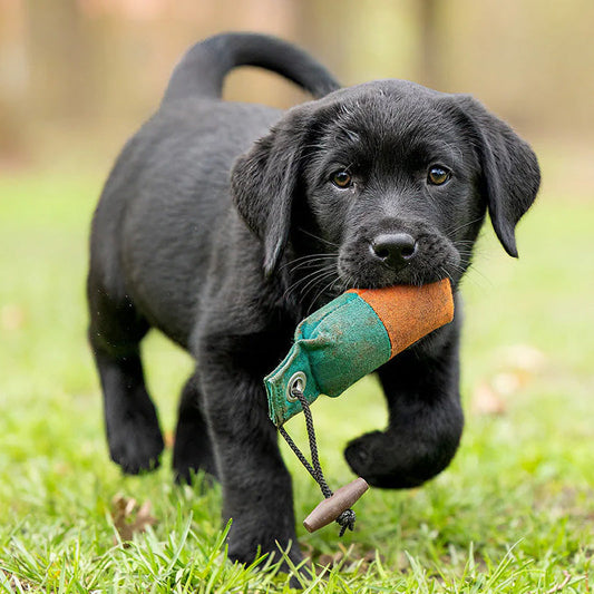 Hoddy's for Puppies is finally here