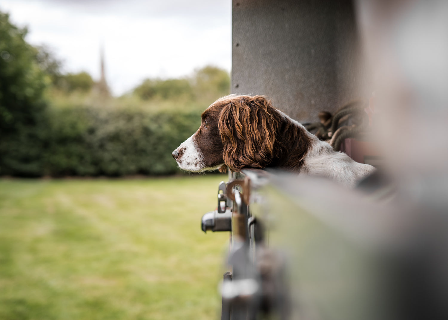 Hoddy's Wild British Pheasant - 6kg - Premium  from Hoddy's Premium Dog Food - Just £40! Shop now at Hoddy's Premium Dog Food