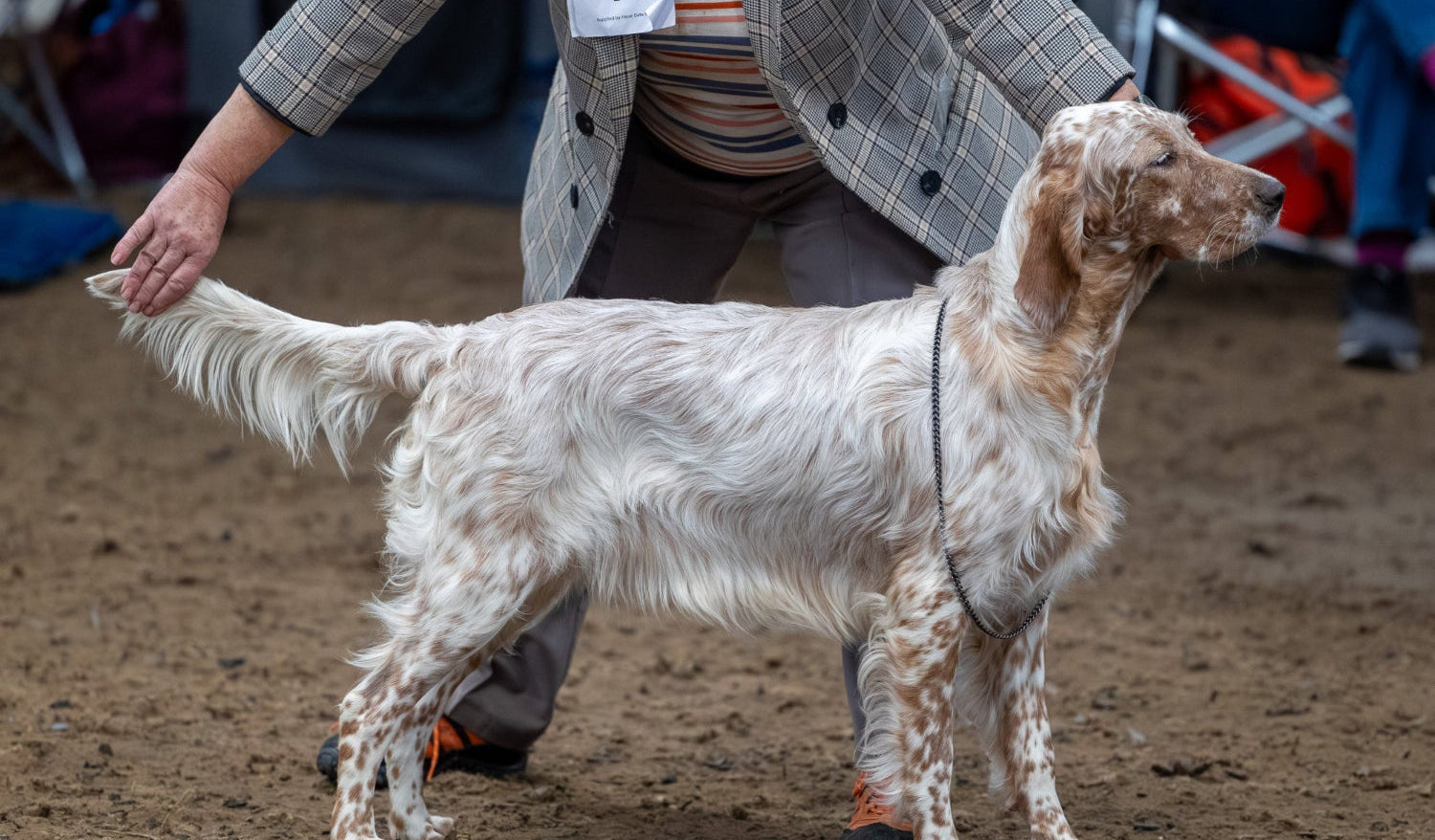 English Setter being judged at a dog show with a handler in the background