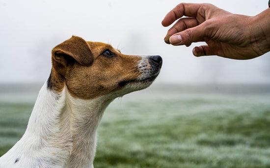 Hoddy's British Pheasant - Handy Pack - Premium  from Hoddy's Premium Dog Food - Just £7.50! Shop now at Hoddy's Premium Dog Food