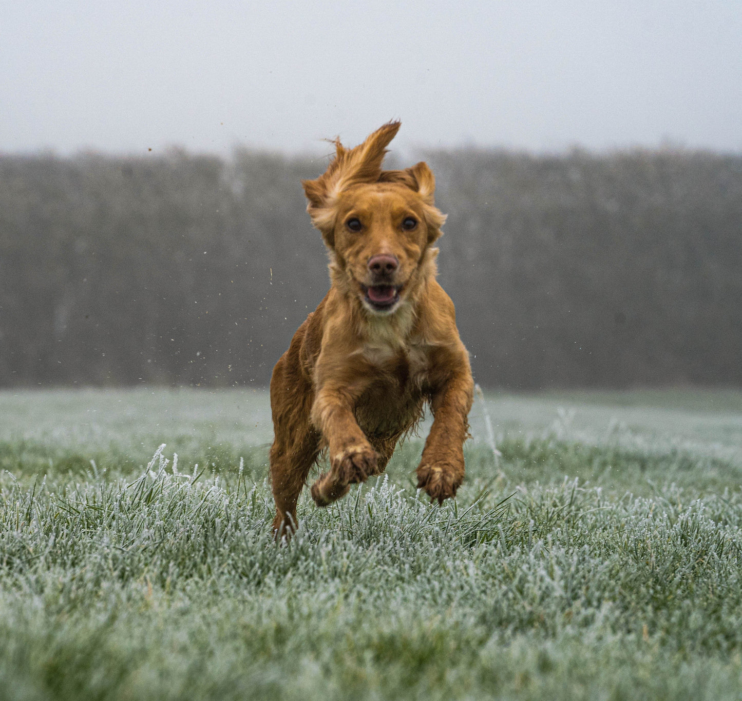 Hoddys Wild British Venison - 6kg - Premium  from Hoddy's Premium Dog Food - Just £40! Shop now at Hoddy's Premium Dog Food