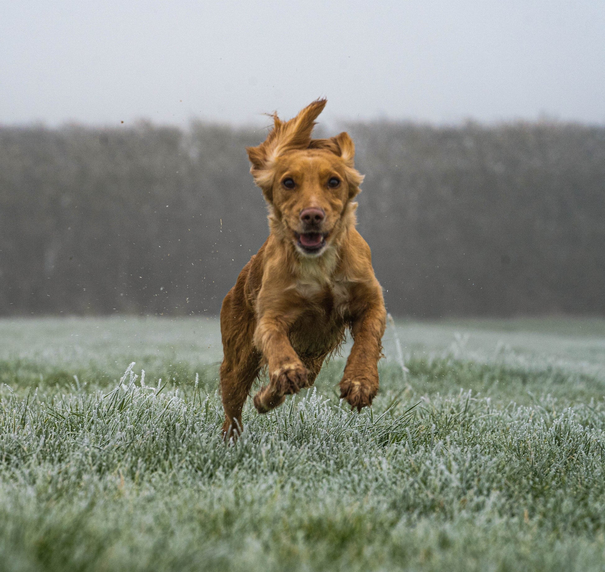 Hoddys Wild British Venison - 6kg - Premium  from Hoddy's Premium Dog Food - Just £40! Shop now at Hoddy's Premium Dog Food